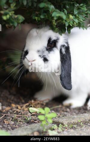 Un primo piano di un coniglio bianco e nero addomesticato seduto sotto un cespuglio nel giardino Foto Stock