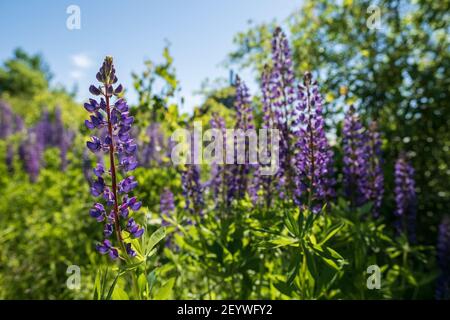 Meravigliosi lupini in fiore nel prato, tra il verde, contro il cielo blu. Bellissimi fiori perenni di colore viola brillante. Foto Stock