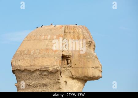 Profilo vista della testa della Grande Sfinge di Giza con uccelli poggiati sulla cima, altopiano di Giza, Grande Cairo, Egitto Foto Stock