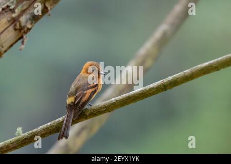 CINNAMON FLYCATCHER (Pyrhomyias cinnamomeus) bellissimo esemplare arroccato da solo su alcuni rami nella foresta di nubi. Uchubamba - Perù Foto Stock