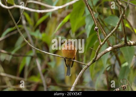 CINNAMON FLYCATCHER (Pyrhomyias cinnamomeus) bellissimo esemplare arroccato da solo su alcuni rami nella foresta di nubi. Uchubamba - Perù Foto Stock