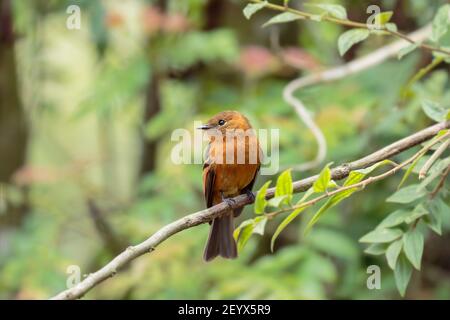 CINNAMON FLYCATCHER (Pyrhomyias cinnamomeus) bellissimo esemplare arroccato da solo su alcuni rami nella foresta di nubi. Uchubamba - Perù Foto Stock