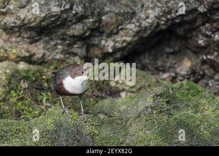 Il Dipper raccoglie muschi per costruire il suo nido (Cincluses incluss) Foto Stock