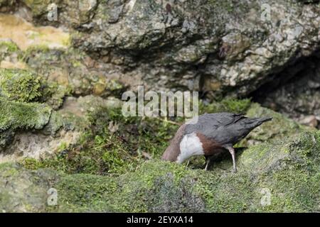 Il Dipper raccoglie il muschio sulla riva del fiume (Cincluses incluses) Foto Stock