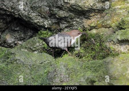 Il Dipper raccoglie muschi per costruire il suo nido (Cincluses incluss) Foto Stock