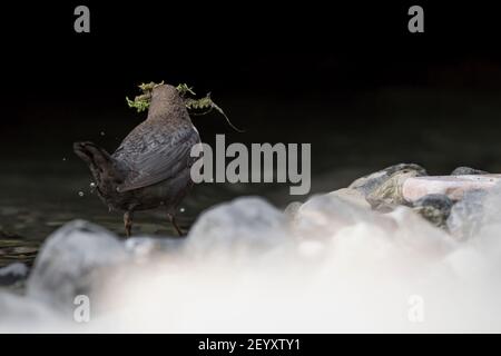 Il bilanciere pronto a volare con muschio nel becco (Inclusi) Foto Stock