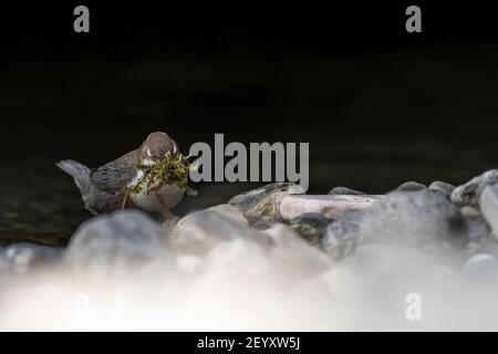 Il Dipper raccoglie il muschio sulla riva del fiume (Cincluses incluses) Foto Stock