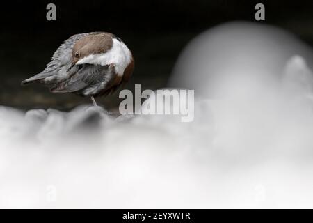 Il meraviglioso maschio Dipper pulisce le sue piume sul fiume Lato (inclusivi) Foto Stock