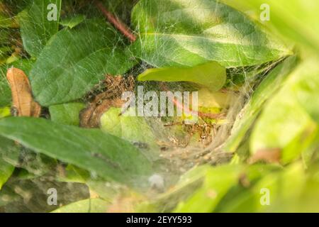 Un ragno di erba Agelenidae su imbuto-rete tra foglie in un giardino Foto Stock