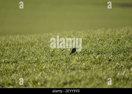 Eurasian Skylark, Alauda arvensis, su cereale Crop Farm Land, di fronte a macchina fotografica a distanza, nel tardo inverno / primavera in Gran Bretagna Foto Stock