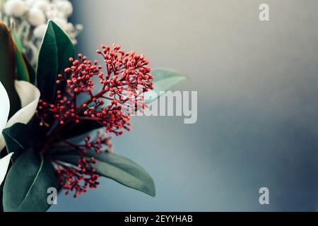 Skimmia come parte di un bouquet su uno sfondo scuro. Foto Stock