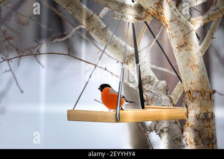 Il bullfinch in inverno si siede su un alimentatore di legno. Foto Stock