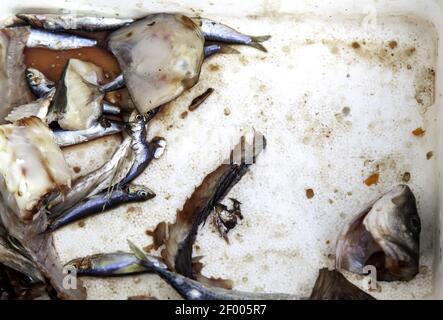 Acciughe e sardine su ghiaccio nel pescivaio, industria della pesca, vendita Foto Stock