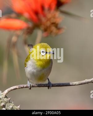 Bell'occhio bianco orientale su un fiore. L'occhio bianco indiano, precedentemente l'occhio bianco orientale, è un piccolo uccello passerino nella famiglia dell'occhio bianco Foto Stock