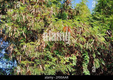 Un primo piano di un albero di acacia con lunghi baccelli asciutti con semi in un parco Foto Stock