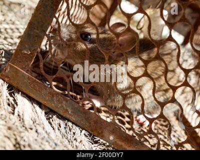 Ratto domestico intrappolato in una gabbia metallica Foto Stock