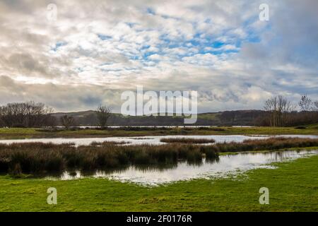 Allagata paludosa a Loch Ken in inverno vicino a Parton, Dumfries e Galloway, Scozia Foto Stock