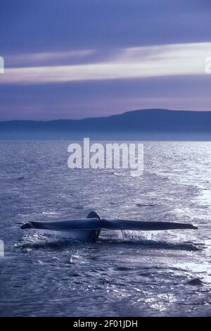 Blue Whale; Mare di Cortez; Baja, Messico Foto Stock