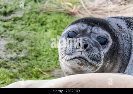 Primo piano di cute Southern Elephant Seal Pup, Mirounga leonina, Sea Lion Island, nelle Isole Falkland, Oceano Atlantico meridionale Foto Stock