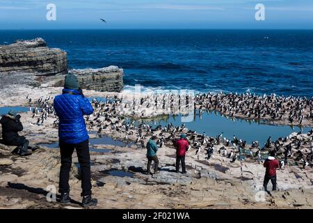 I turisti che fotografano una colonia di nidificazione di re cormorani, cormorani imperiali, o scacchi, alacrocorax atriceps, Sea Lion Island, Isole Falkland Foto Stock