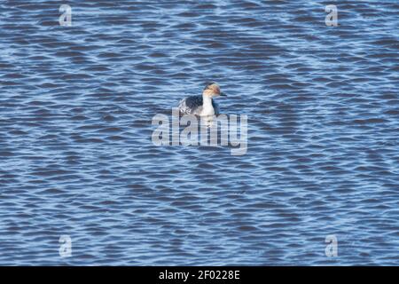 Solitario piccolo grebe argenteo, Podiceps occipitalis, nuoto su laghetto lungo, Isola dei leoni marini, Isole Falkland, Oceano Atlantico meridionale Foto Stock