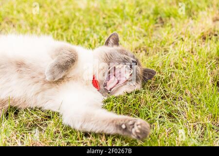 Un gatto siamese che si stese sull'erba verde Foto Stock