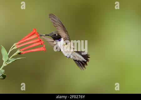 Maschio di Hummingbird nero-chined, Archilochus alexandri, che si nuce a Bouvardia ternifolia fiore. Foto Stock