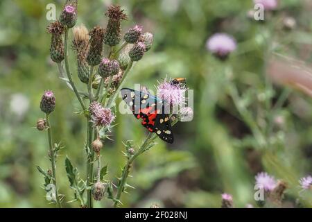 La falda tigre scarlatto (Callimorfina dominula, ex Panaxia dominula) è una falda colorata appartenente alla sottofamiglia di falene tigre, Arctiinae. , un int Foto Stock