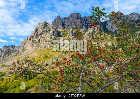 Autunno montagna paesaggio-rosehip cespuglio con bacche rosse sullo sfondo di montagne rocciose in pietra e cielo blu con nuvole bianche in una giornata di sole. Russo Foto Stock
