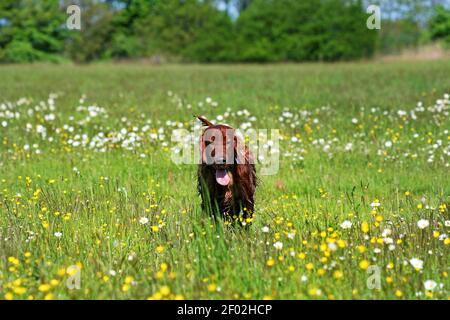 Bel cane da compagnia irlandese felice rosso setter che cammina nell'erba nel campo dei fiori . Concetto di primavera, estate. Foto Stock