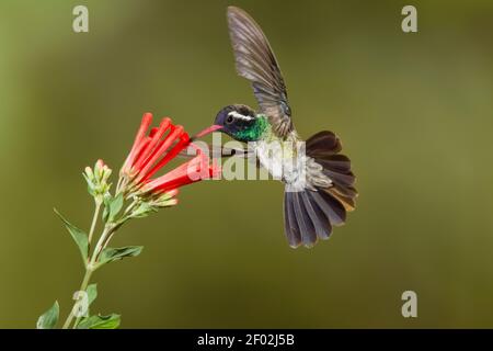 Maschio Hummingbird bianco, Basilinna leucotis, che si nuce al fiore di Bouvardia ternifolia. Foto Stock