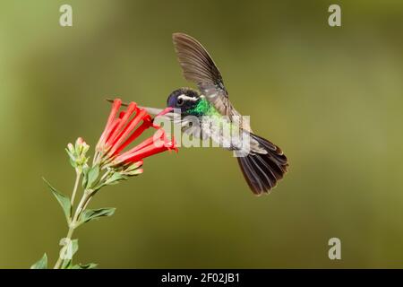 Maschio Hummingbird bianco, Basilinna leucotis, che si nuce al fiore di Bouvardia ternifolia. Foto Stock