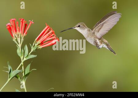 Femmina di colibrì nero, Archilochus alexandri, che si nuce al fiore di Bouvardia ternifolia. Foto Stock