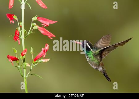 Maschio Hummingbird bianco, Basilinna leucotis, che si nutra a Penstemon barbatus. Foto Stock