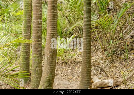 Un sacco di palme a New chums spiaggia in Nuova Zelanda Foto Stock