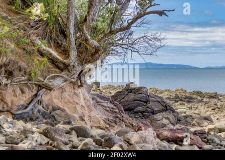 Uno splendido scenario di formazioni rocciose e piante verdi a. New Chums Beach in Nuova Zelanda Foto Stock