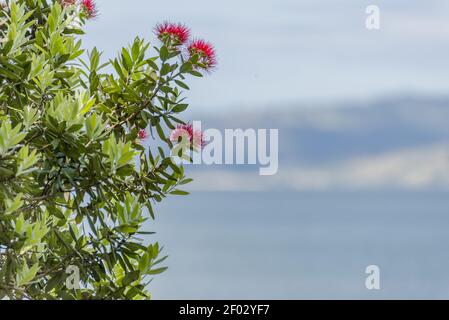 Un closeup di piante di fondo con sfondo sfocato a New Chums Beach, Nuova Zelanda Foto Stock