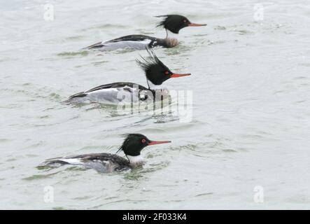 Tre merganser rossi (Mergus Serrator) che nuotano vicino a Texas City Dyke, Texas, USA Foto Stock