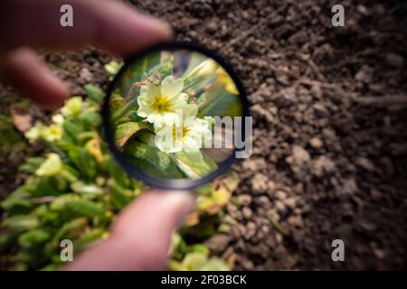 Creare illusione di fiore primrose più grande del solito con la lente di ingrandimento vetro Foto Stock