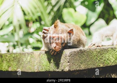 Macaco di scimmia pigro annoiato o il macaco dalla coda lunga che giace e si riposa nella giungla. Primo piano Foto Stock