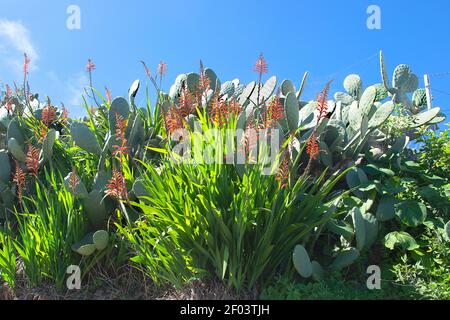 Aloe veras e mondo di montagna della Gran Canaria, Spagna Foto Stock