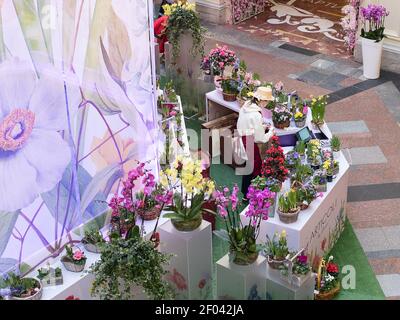 Mosca, Russia 03.03.2021. Centro commerciale, fiori di vendita. Fiori splendidamente confezionati in pentole stand su scaffali. DEPOSITO DI GOMMA sulla Piazza Rossa Foto Stock