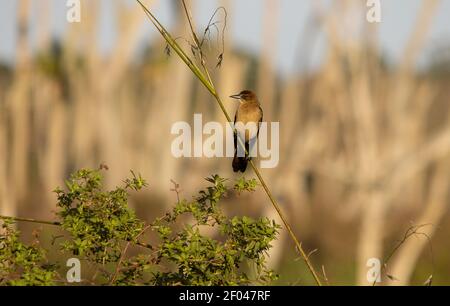 Un uccello marrone dell'ape-mangiatore appollaiato su un ramo con un sfondo sfocato Foto Stock