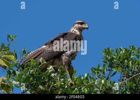 Grande falco nero (Buteogallus urubitinga), immaturo, Pantanal, Mato Grosso, Brasile. Foto Stock