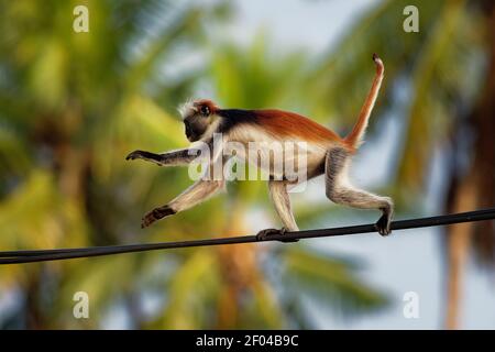 Zanzibar Colobus Rosso - scimmia Piliocolobus kirkii endemica di Unguja, isola principale dell'Arcipelago di Zanzibar, al largo della costa della Tanzania, conosciuta anche come Kir Foto Stock