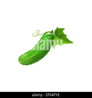 Cetriolo intero con foglia isolato vegetale realistico. Vector cucumis sativus pianta ampiamente coltivata, disegno 3D. Intera dieta di cetriolo verde vegetar Illustrazione Vettoriale