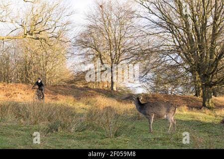 Un ciclista che cavalcava un sentiero sorprense un cervo di fila al pascolo nel caldo sole invernale del pomeriggio, nel parco di campagna, Kent Foto Stock