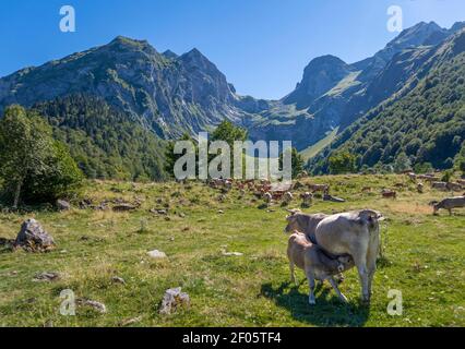 Un vitello che succhia dalla mammella di sua madre, in una mandria di mucche pascolando in un prato con alte montagne sullo sfondo, nel Parco Naturale Aiguas Tortas, i Foto Stock