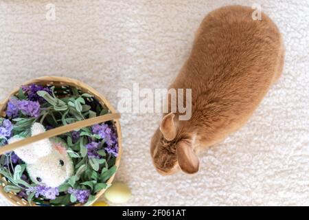 Rabbit Rufus accanto al cestino di Pasqua riempito con lilla viola Fiori e coniglietto pasquale vista dall'alto Foto Stock