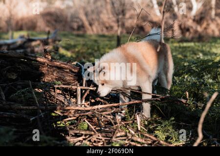 Carino cane purebred con soffice pelo marrone e bianco in piedi su prato verde in boschi di luce naturale Foto Stock